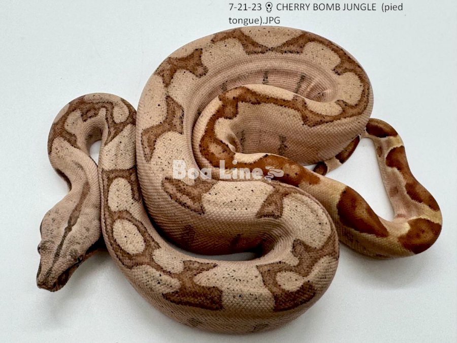 CHERRY BOMB JUNGLE  (pied tongue)